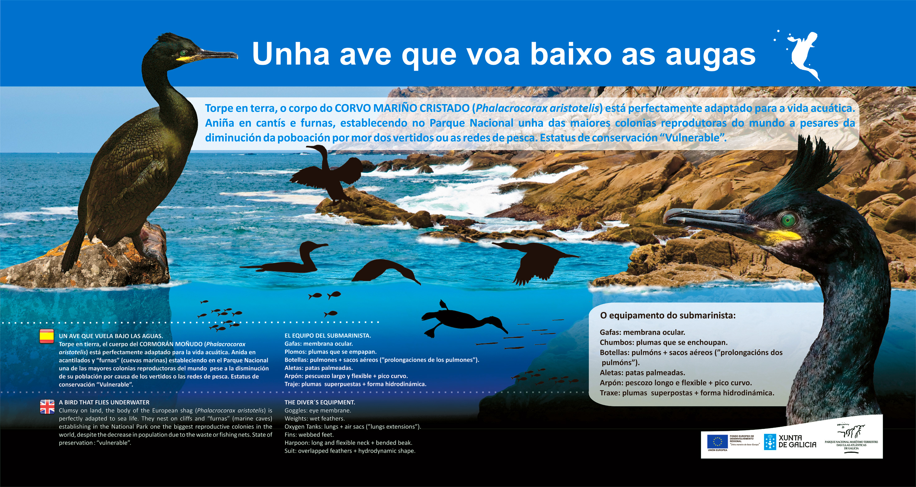 Cíes - Panel corvo mariño