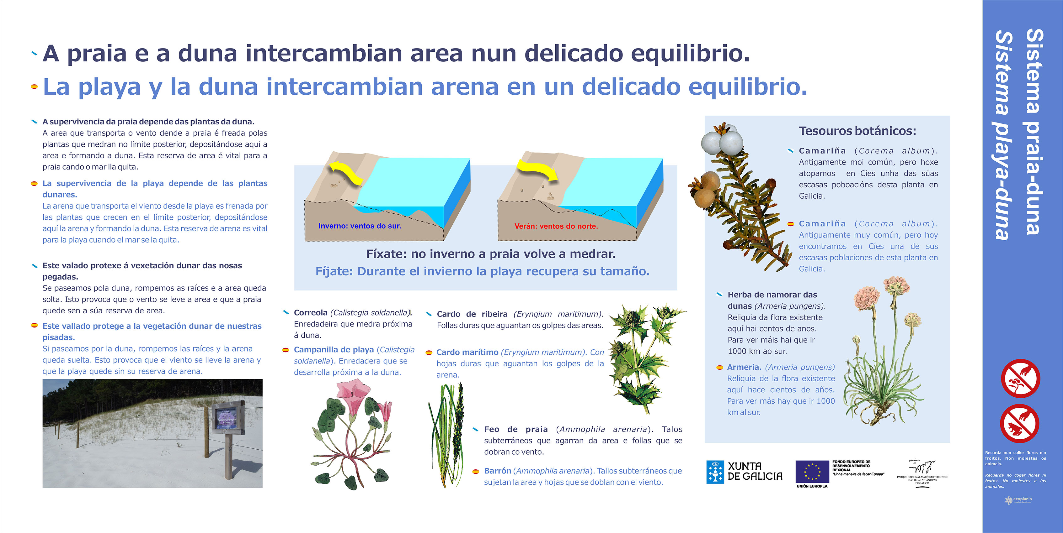 Cíes - Panel vexetación de dunas