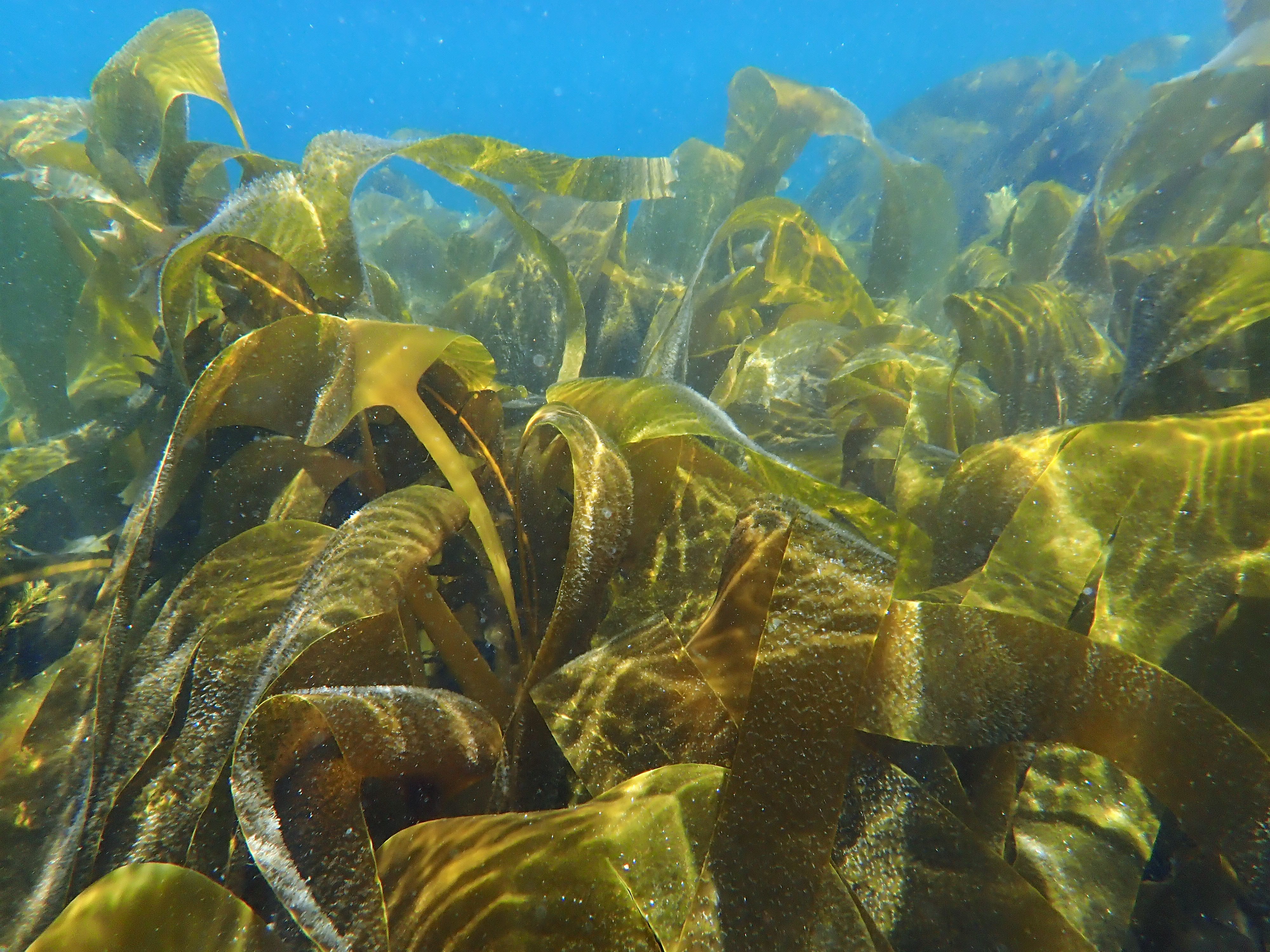 Algas pardas (Sacorhiza polyschides e Laminaria spp.)