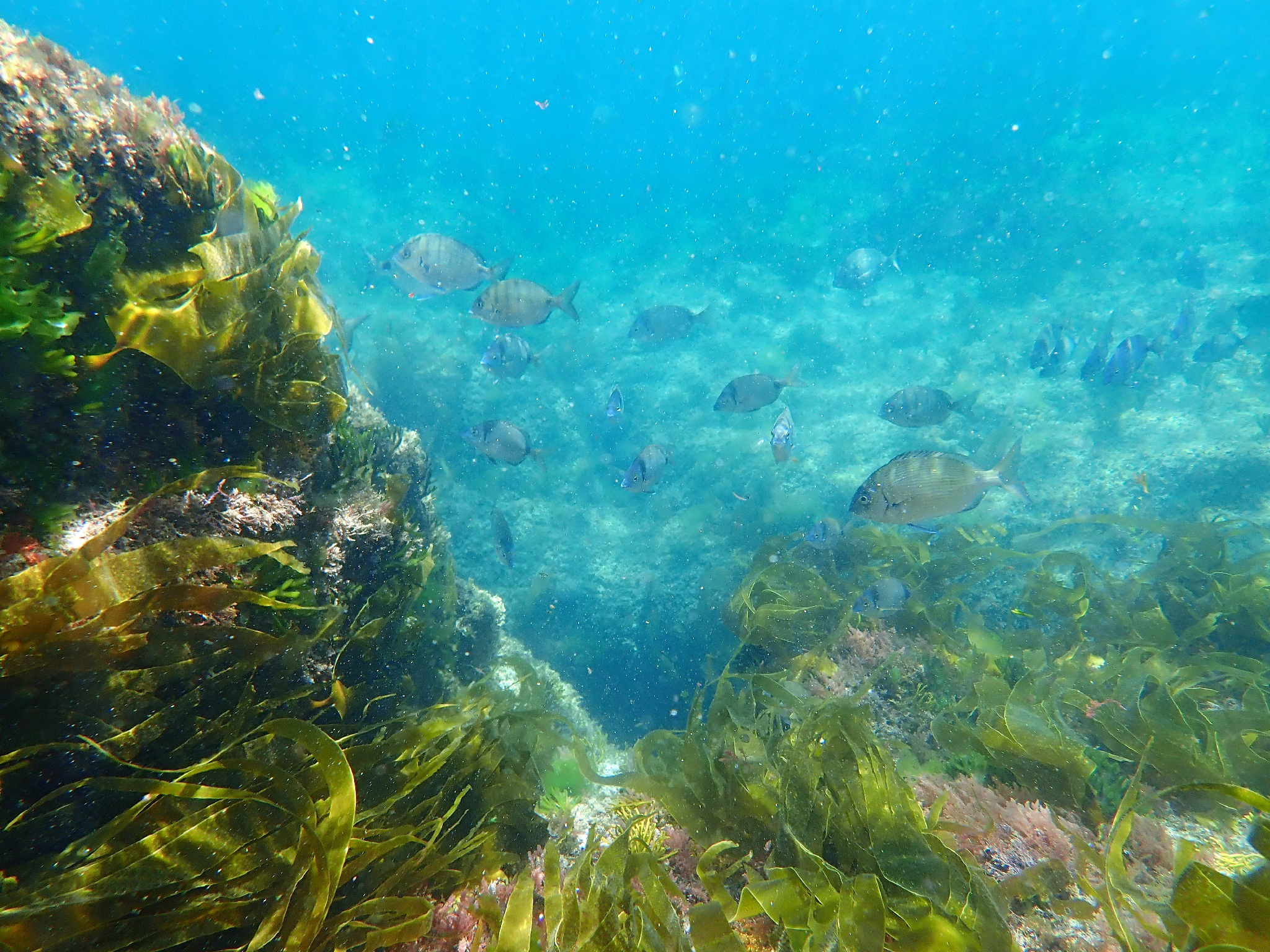 Ons - Zona de snorkel de Melide