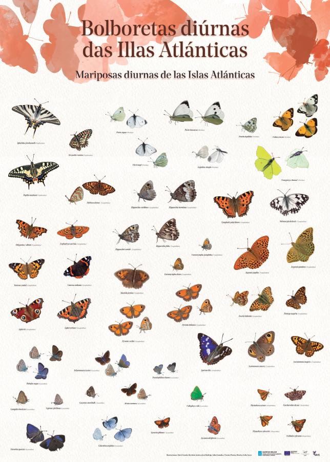 Portada da publicación Bolboretas diúrnas das Illas Atlánticas