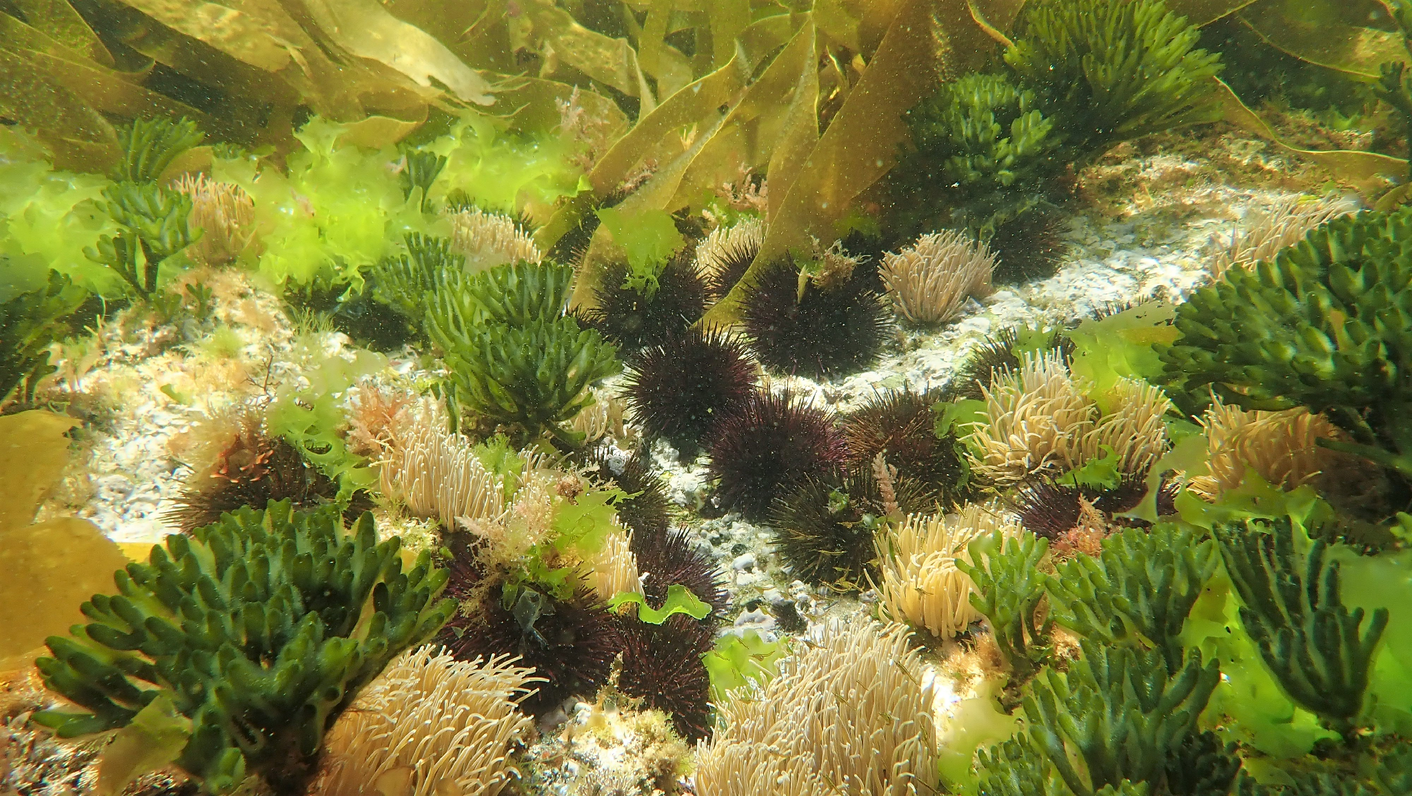 Cíes - Zona Snorkel Figueiras