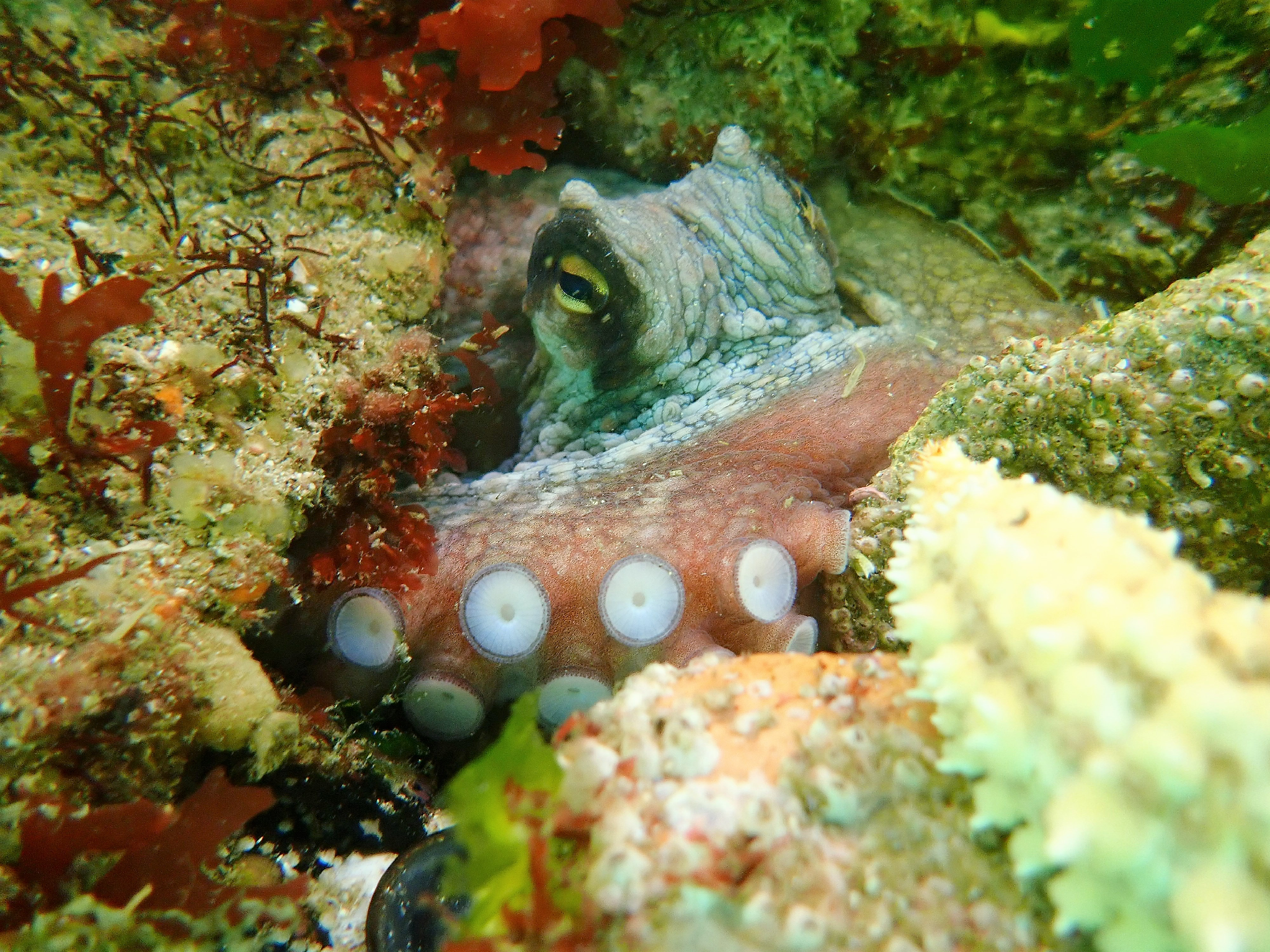 Cíes - Zona Snorkel Nosa Señora