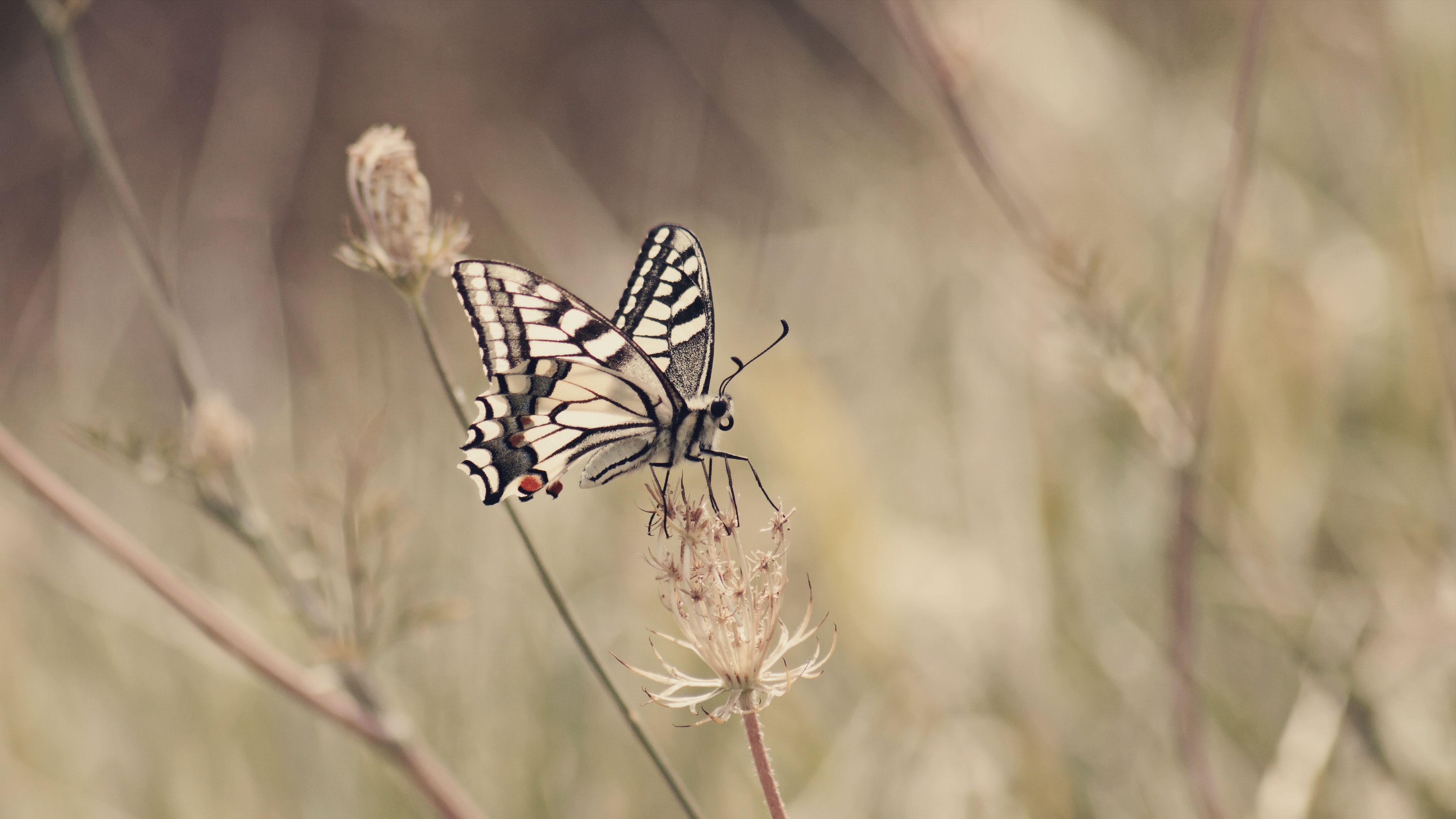 Papilio Machaon