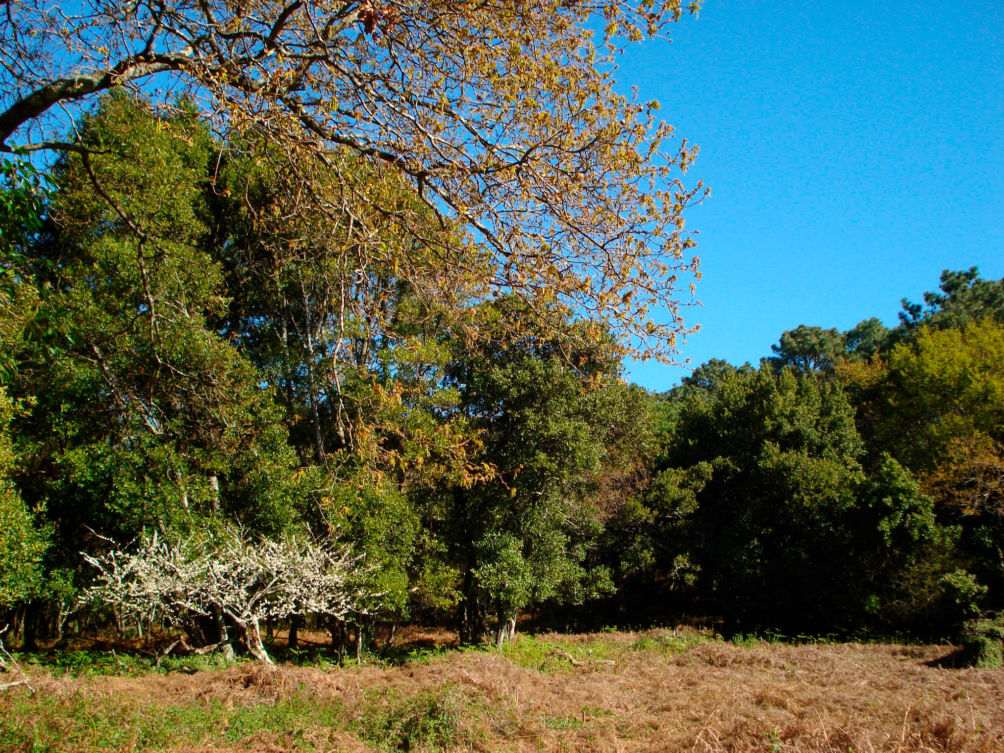 Cortegada - Bosque autóctono