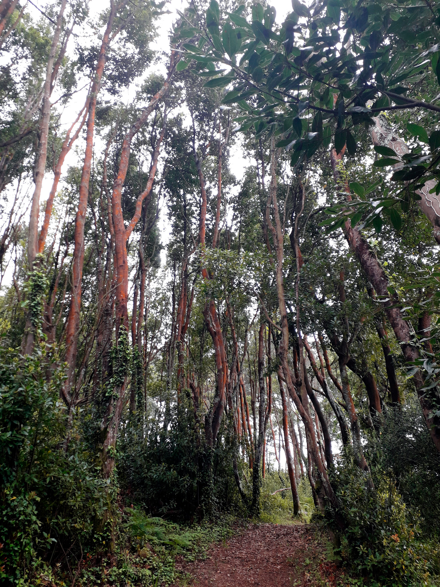 Cortegada - Bosque de loureiros - Árbores