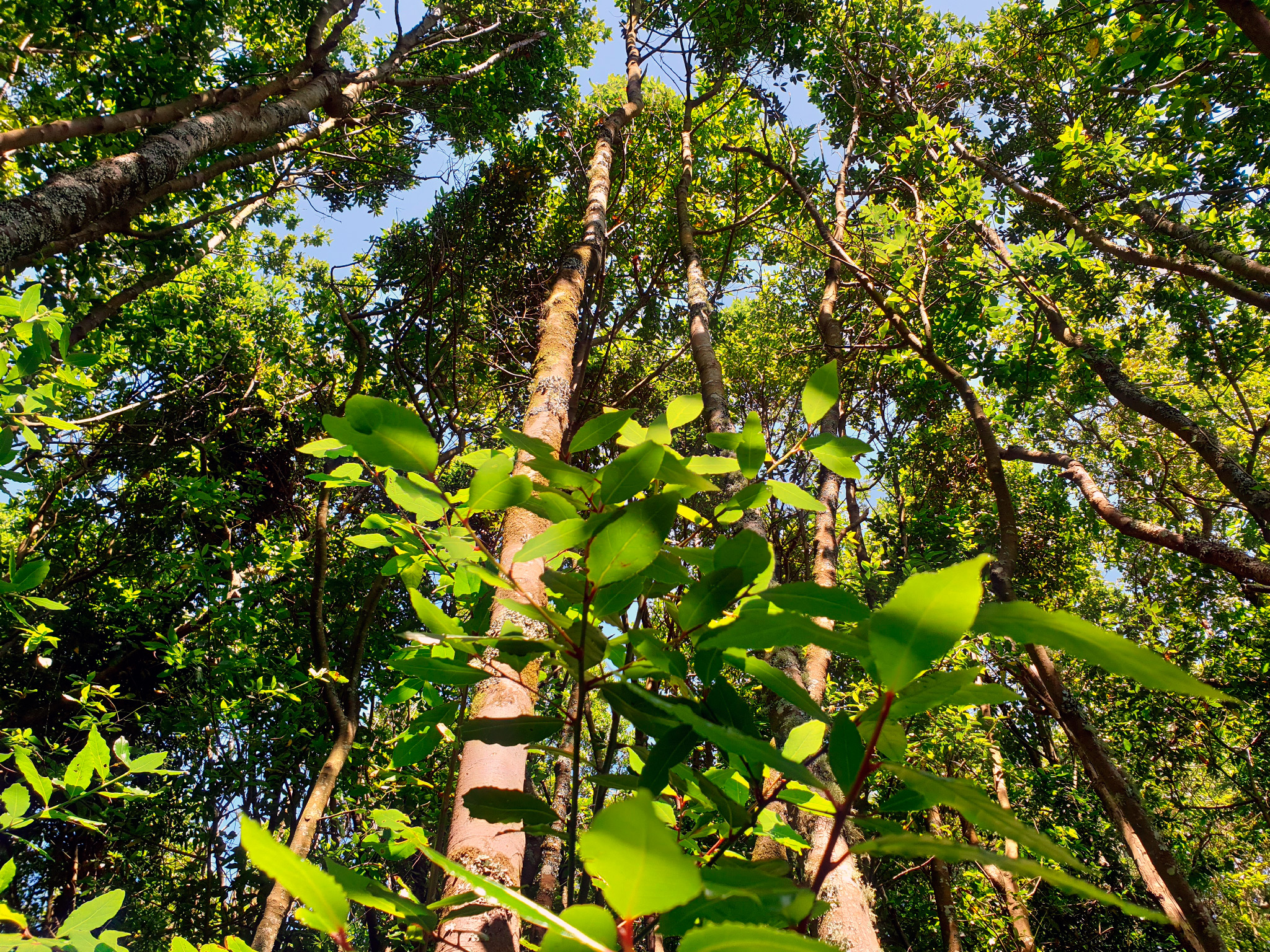 Cortegada - Bosque de loureiros - Follas
