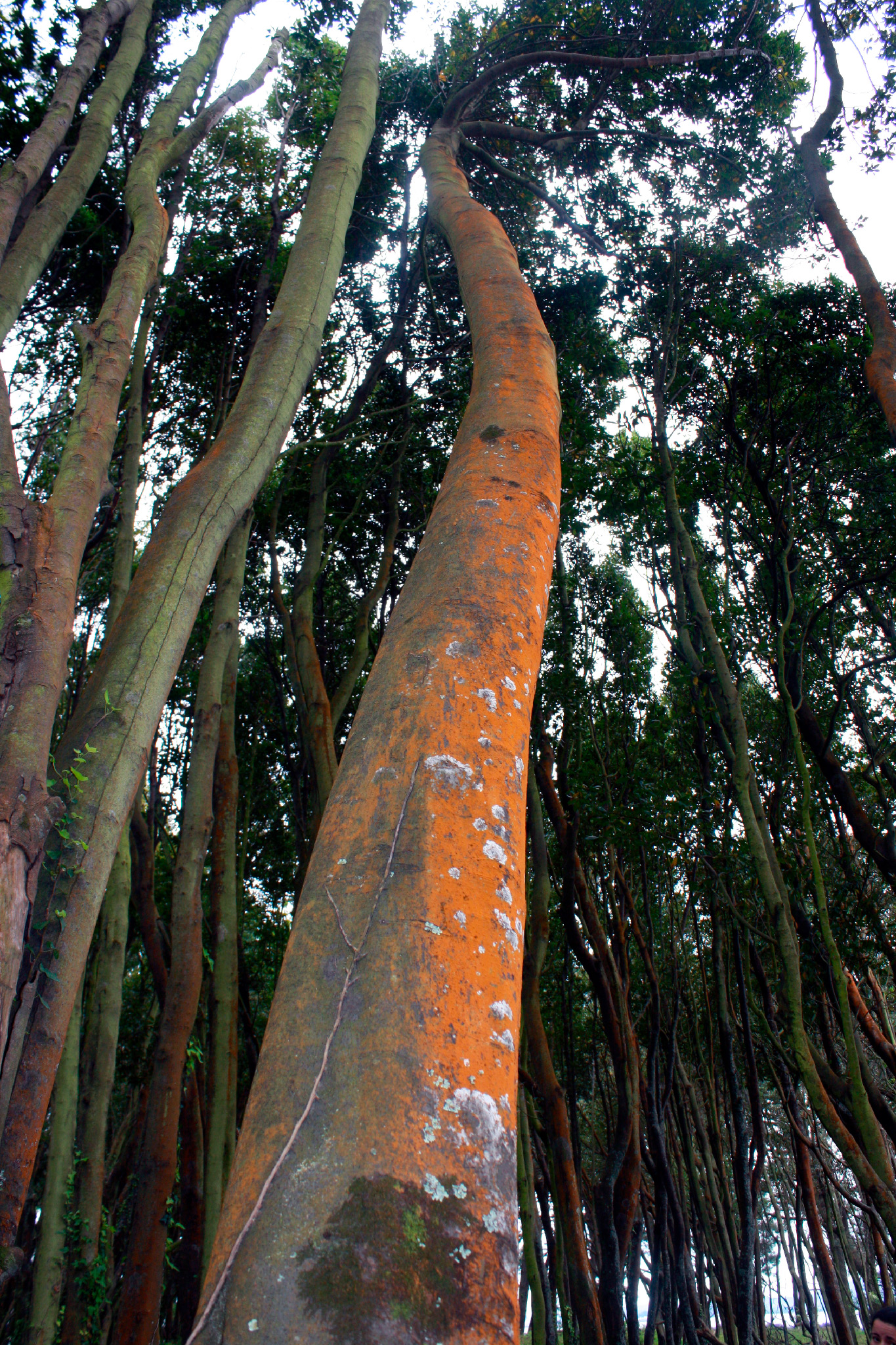 Cortegada - Bosque de loureiros - Tronco