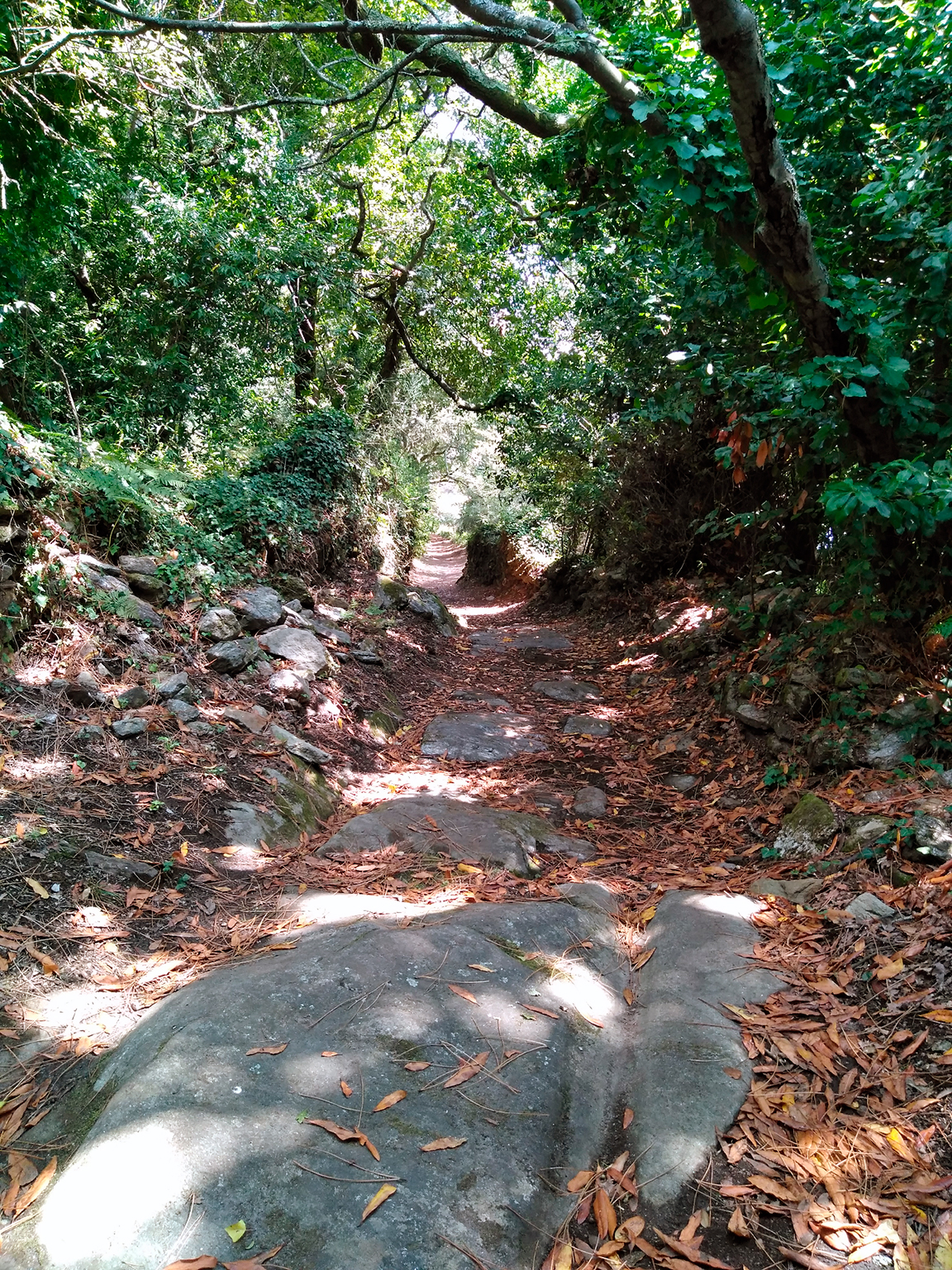 Cortegada - Camiño do carro (2)