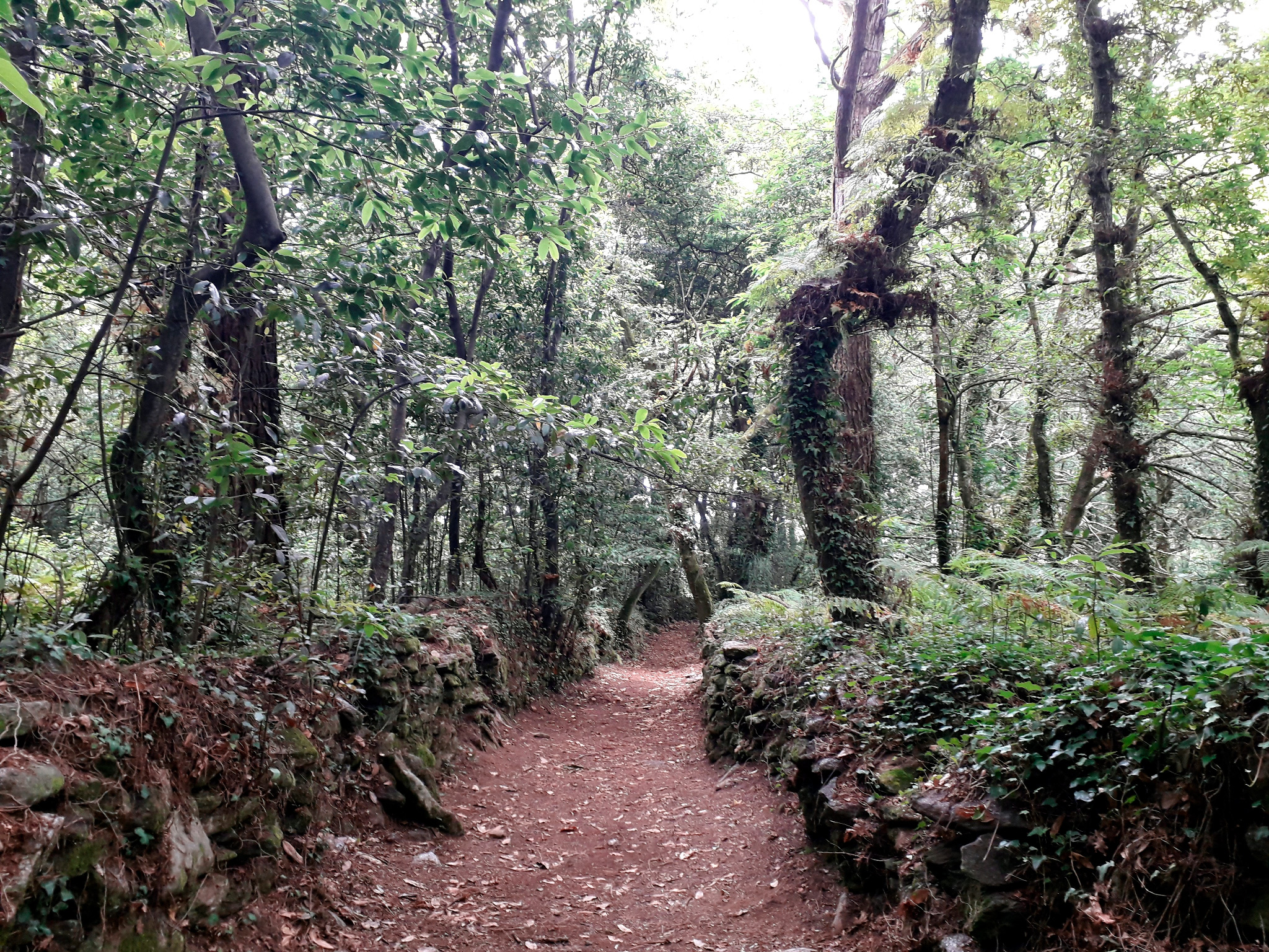 Cortegada - Sendeiro da ruta curta