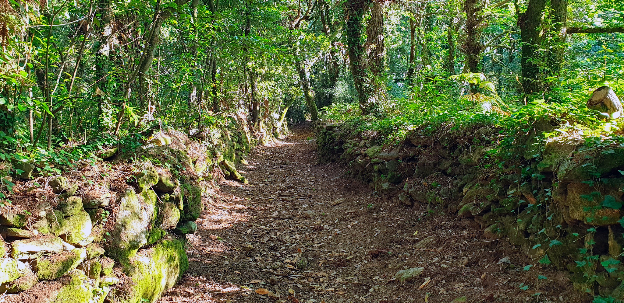 Cortegada - Outro sendeiro da ruta curta