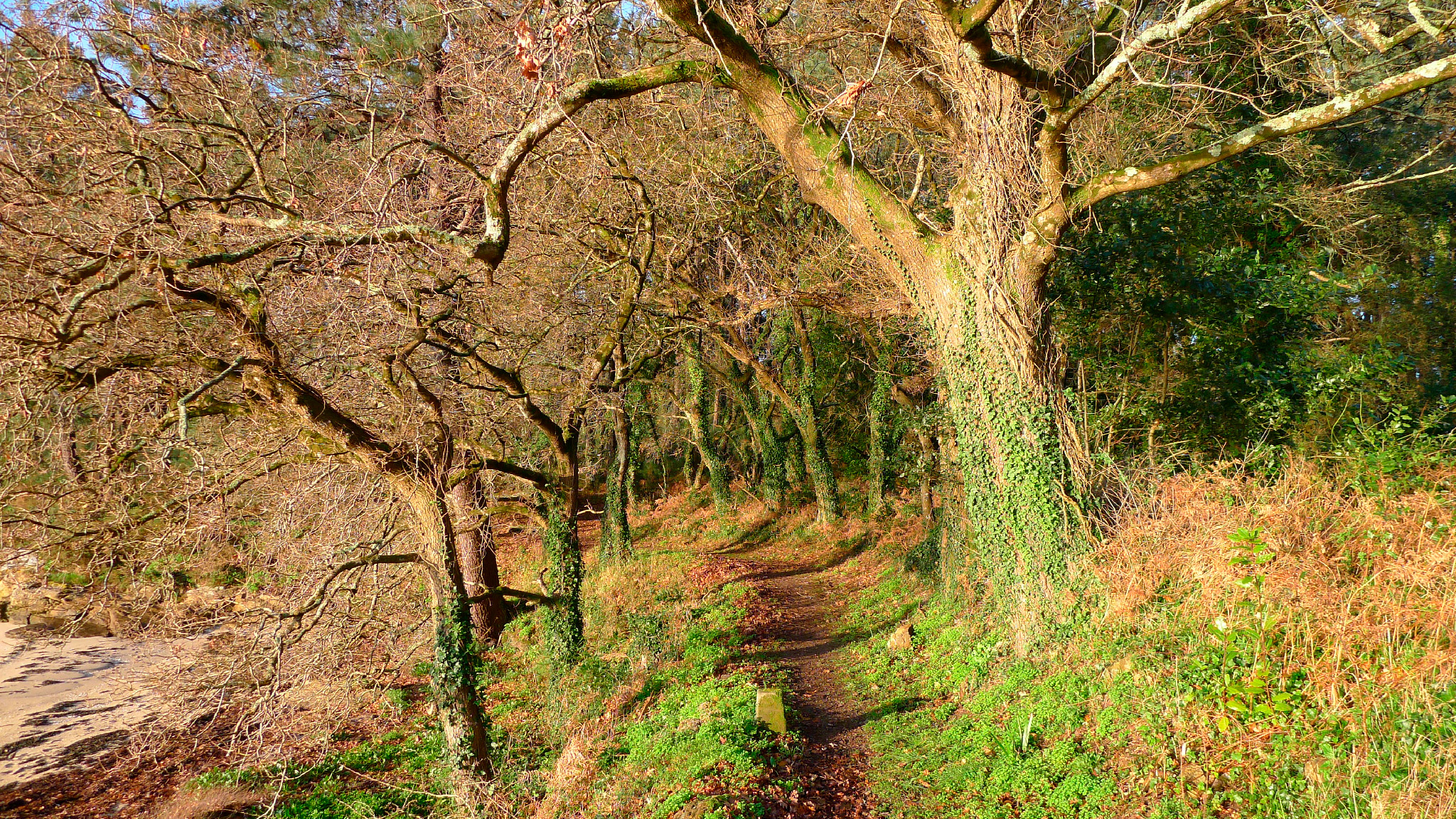 Cortegada - Sendeiro da ruta larga