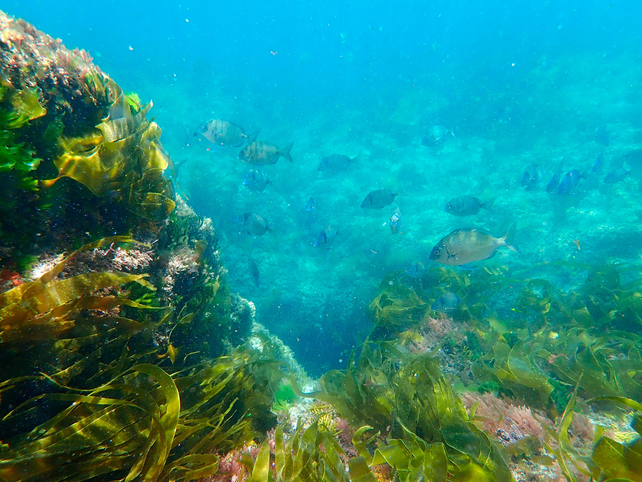 Sálvora - Zona de snorkel do Almacén