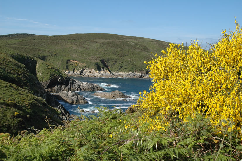 Galeria Ons Caniveliñas