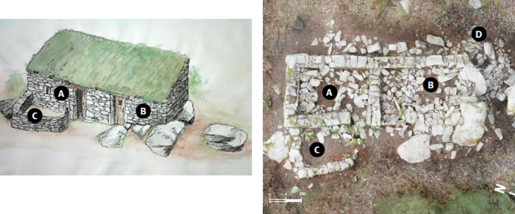 Príncipe reproduccion