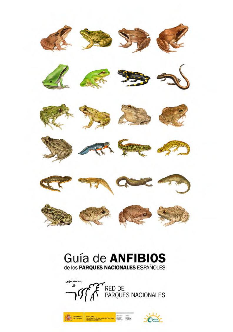 Guía anfibios de los Parques Nacionales españoles