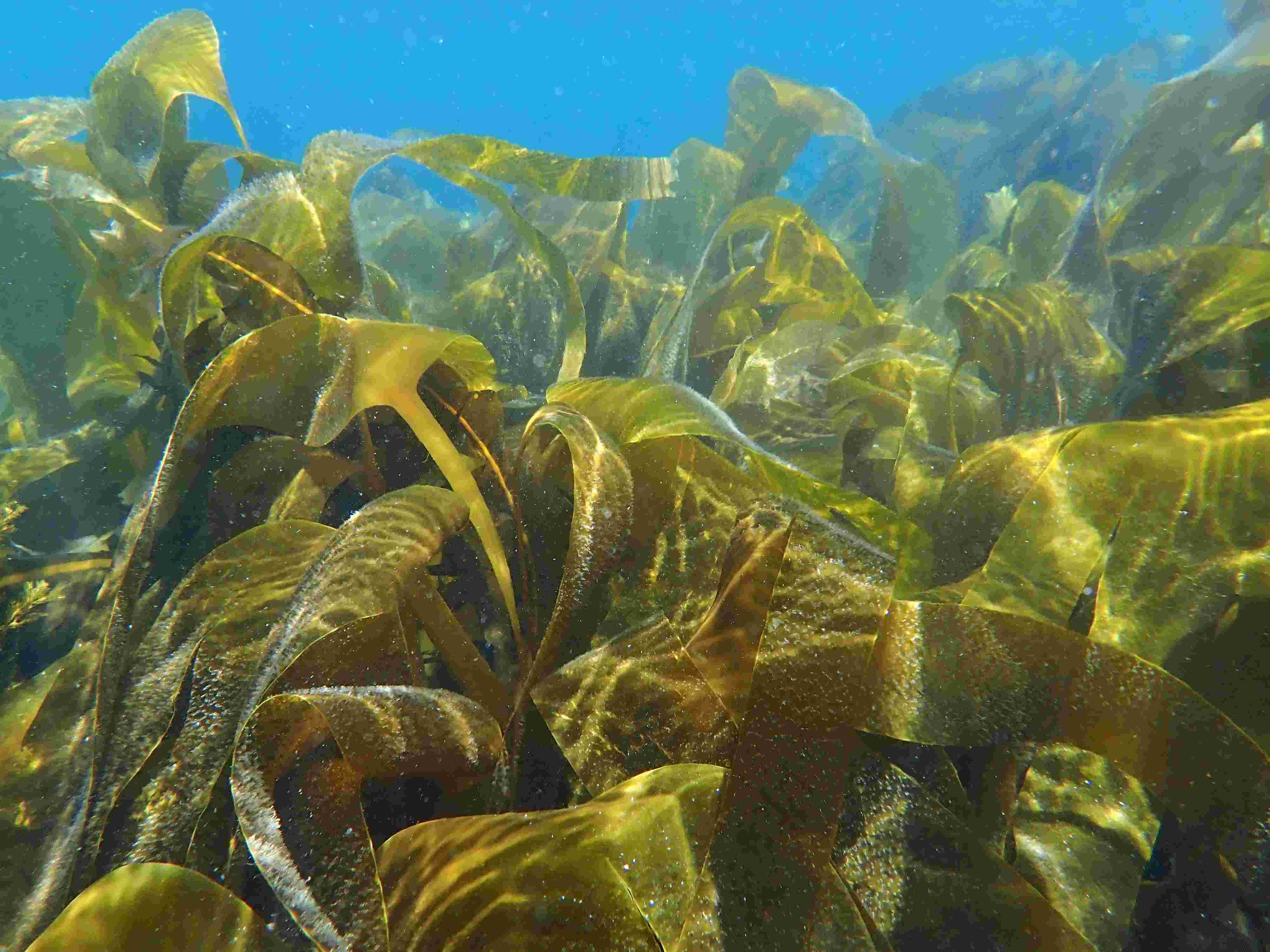 Bosque algas pardas