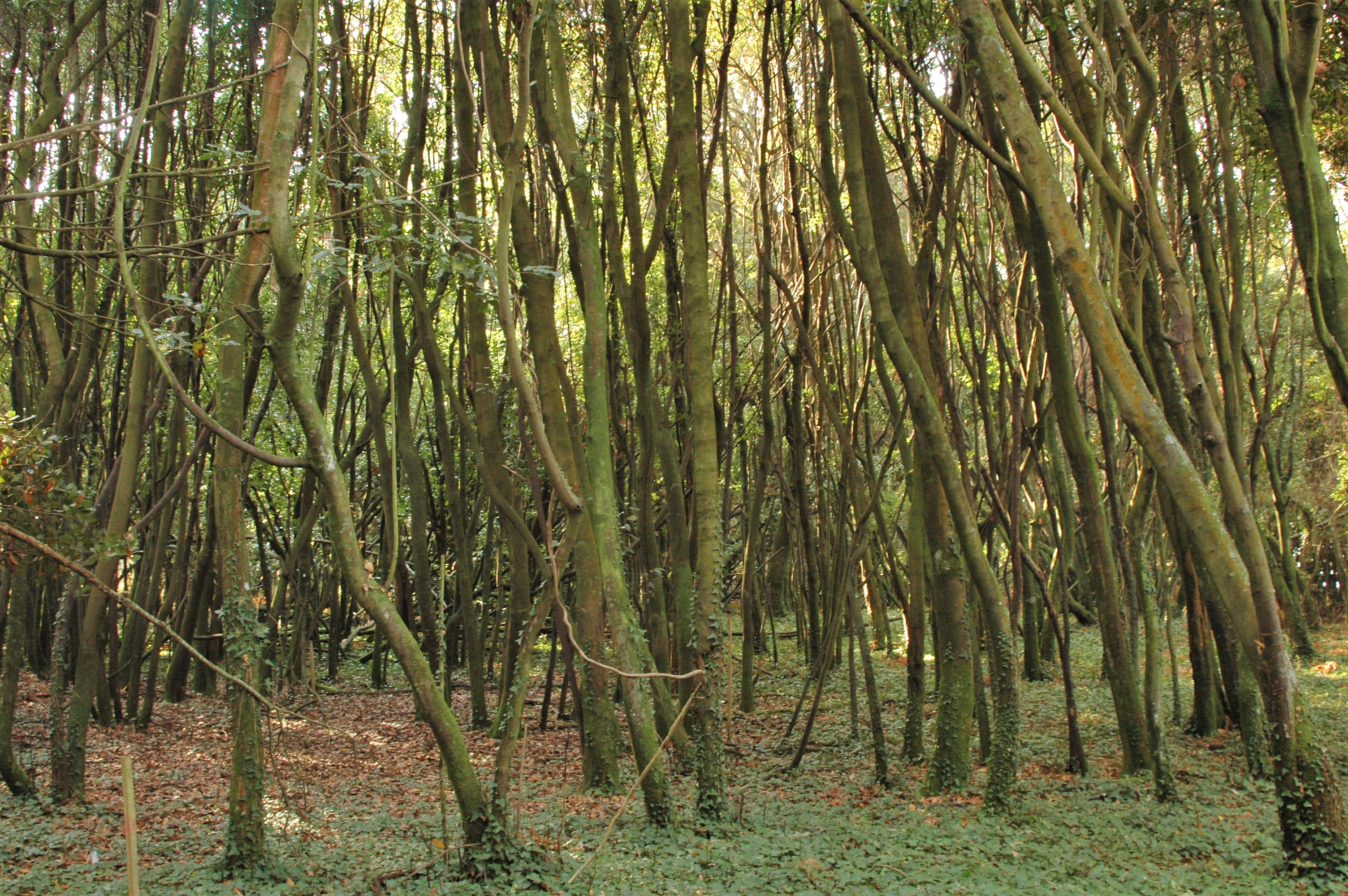 Cortegada bosque loureiro
