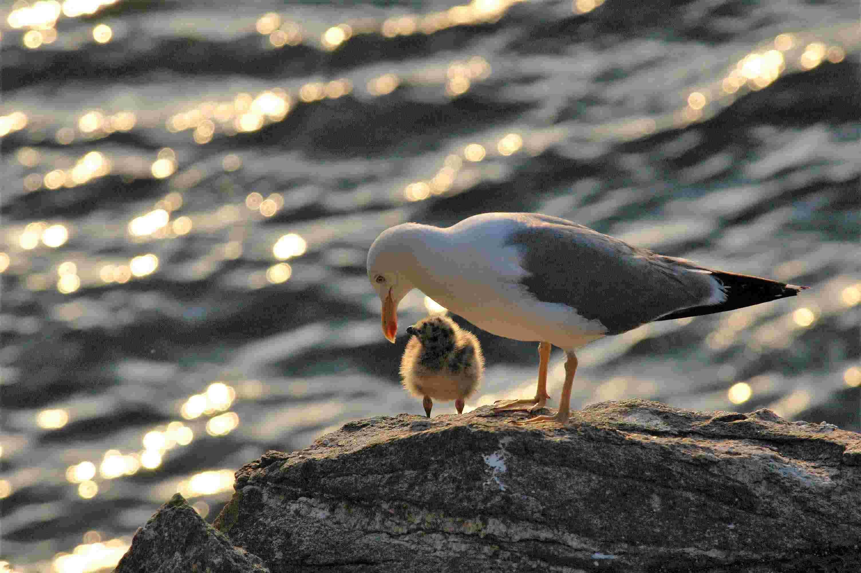 Gaivota patiamarela con polo Ons