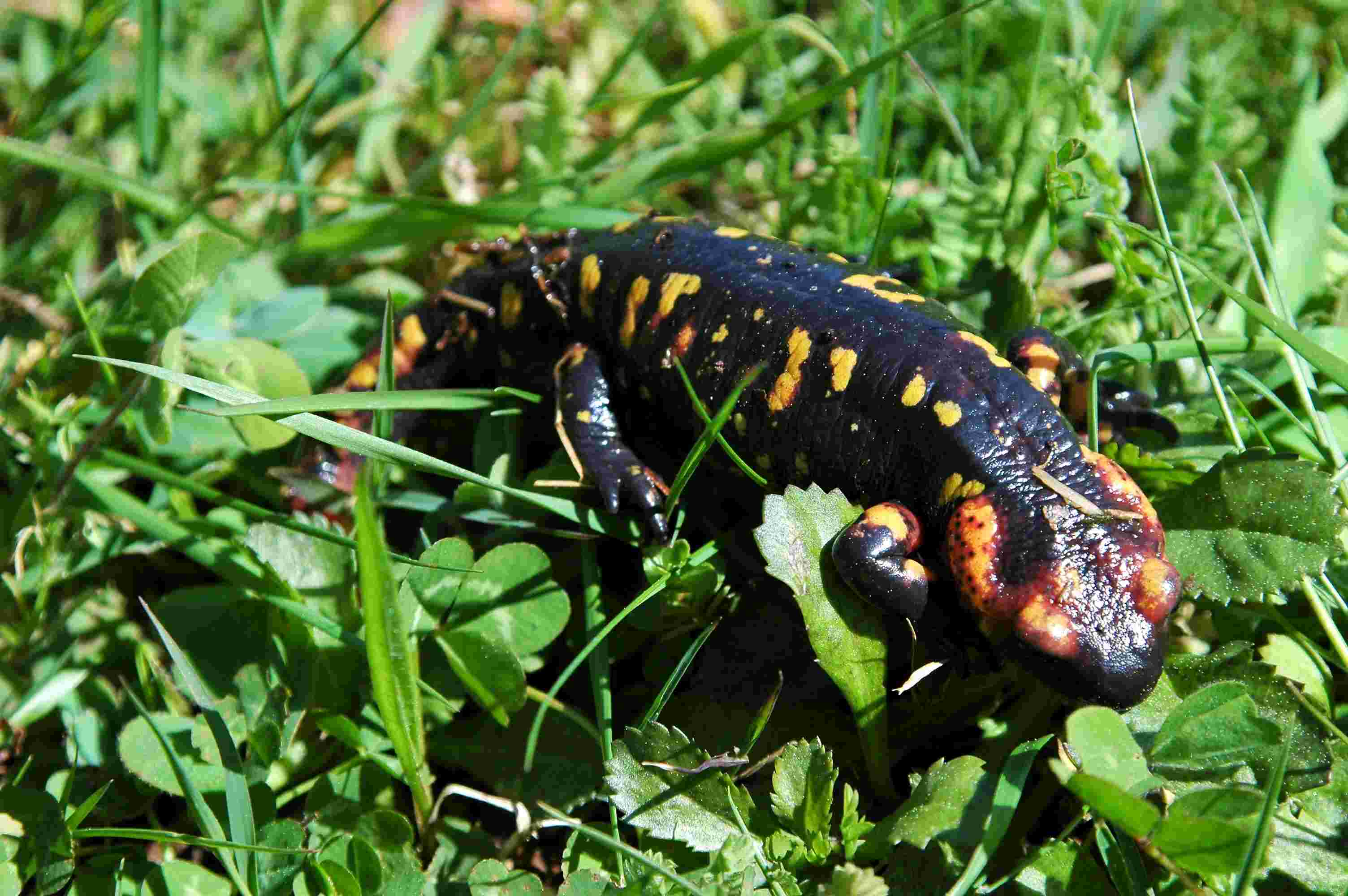 Salamandra Ons