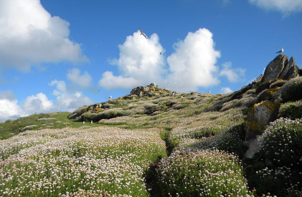 Vexetación das pradarías de cantil, coas colonias de cría de gaivota patiamarela
