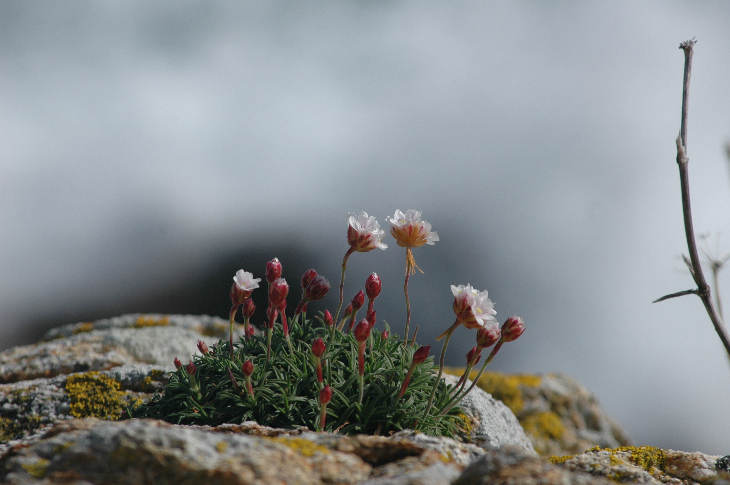 Herba de namorar medrando sobre as pedras