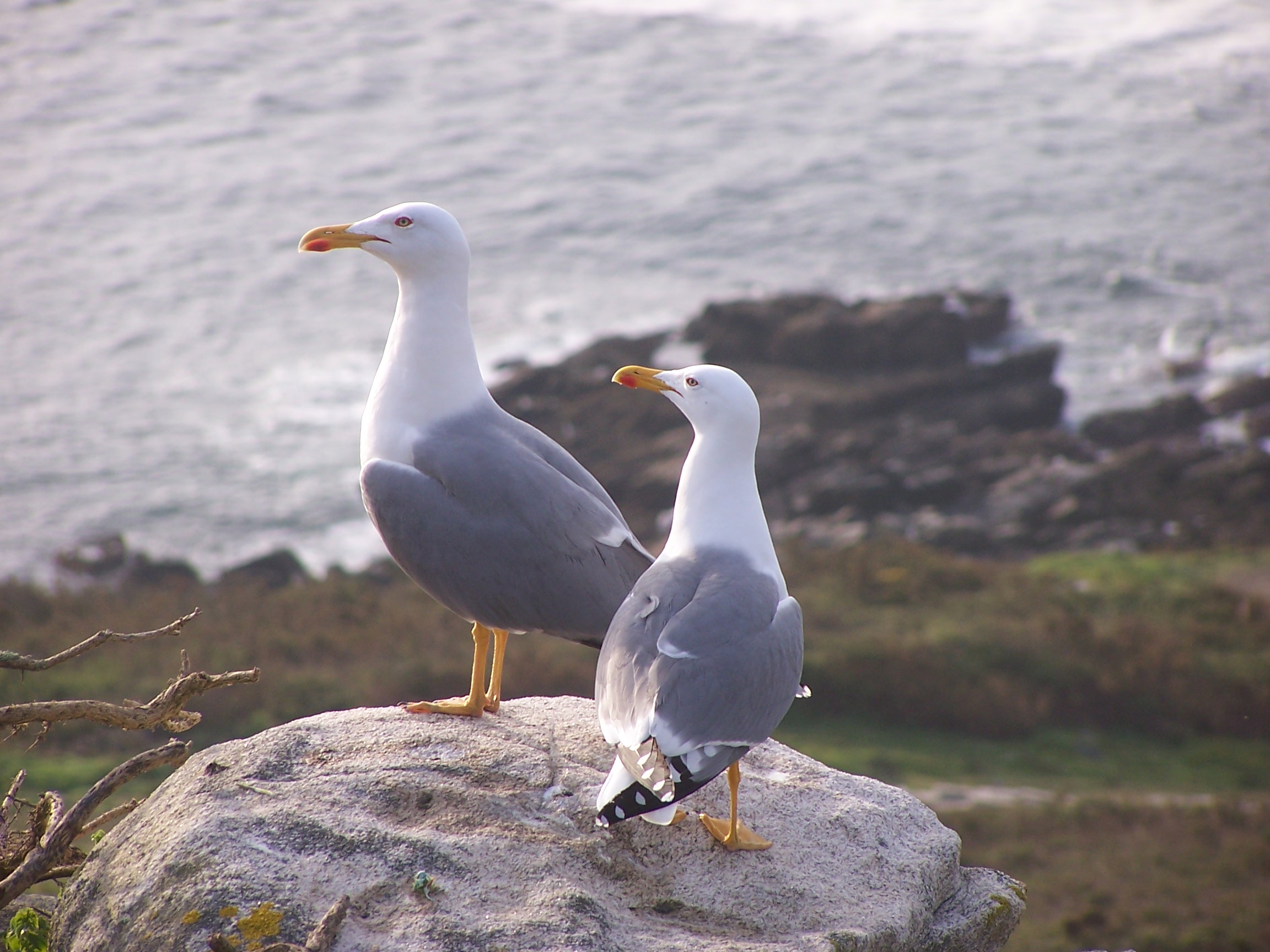 Parella de gaivotas patiamarelas
