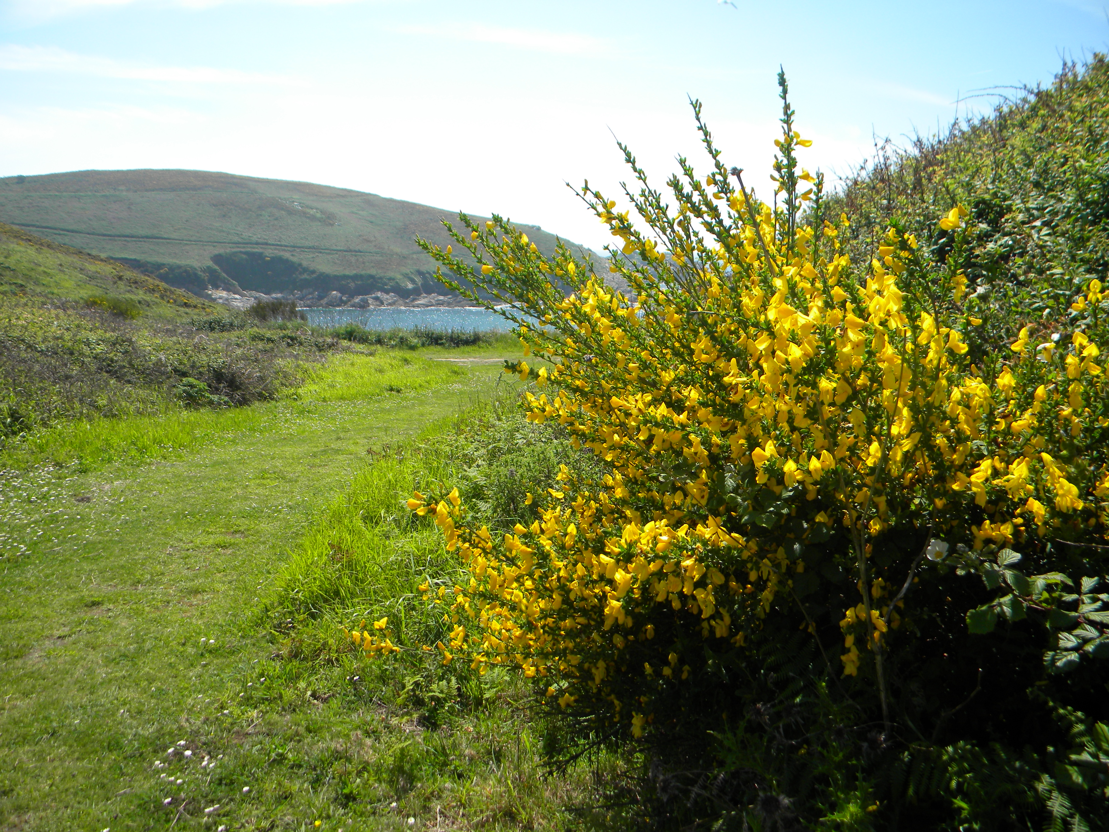 Xesta de Ons (Cytisus insularis)