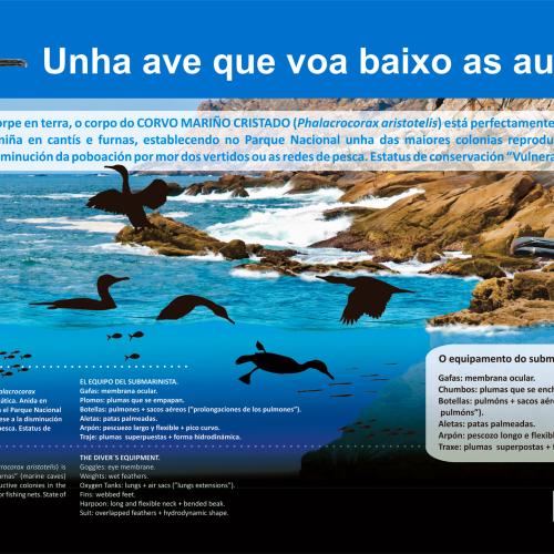 Cíes - Panel corvo mariño