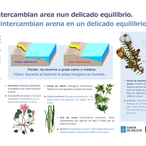 Cíes - Panel vexetación de dunas
