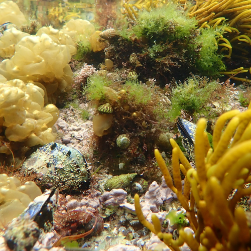 Ons - Zona de snorkel Area dos Cans