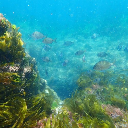 Ons - Zona de snorkel de Melide