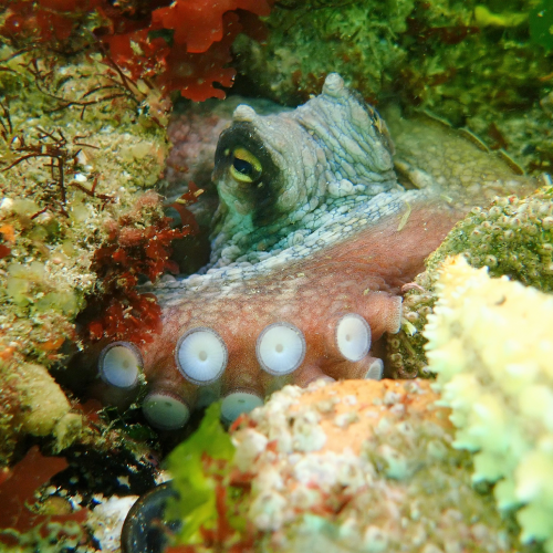 Cíes - Zona Snorkel Nosa Señora