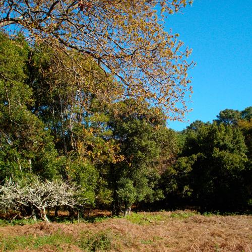 Cortegada - Bosque autóctono