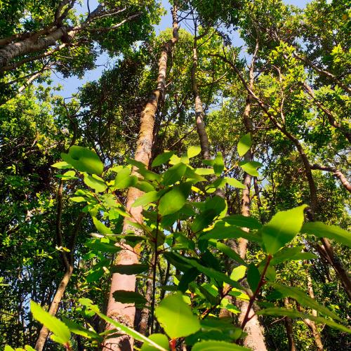 Cortegada - Bosque de loureiros - Follas