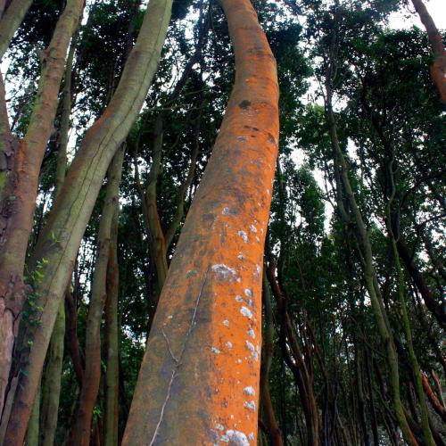 Cortegada - Bosque de loureiros - Tronco