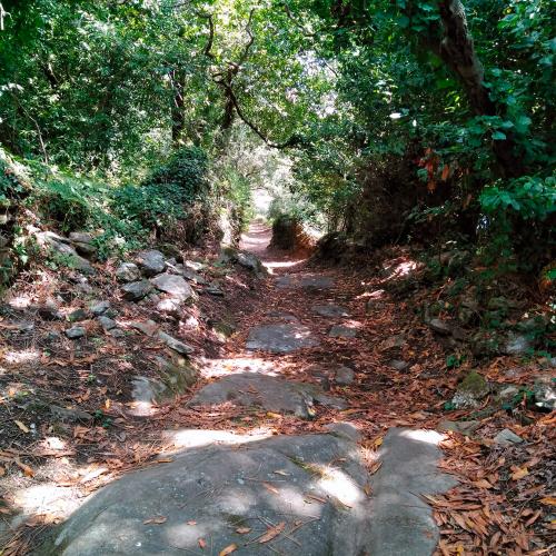 Cortegada - Camiño do carro (2)