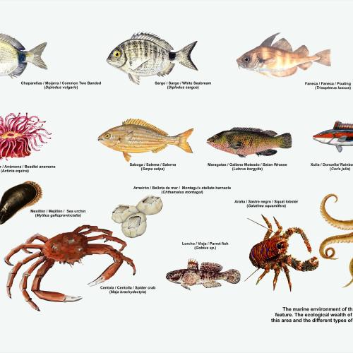 Panel diversidade mariña