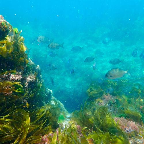 Sálvora - Zona de snorkel do Almacén