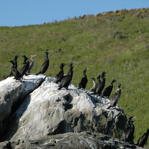 Corvos mariños CVella 2009